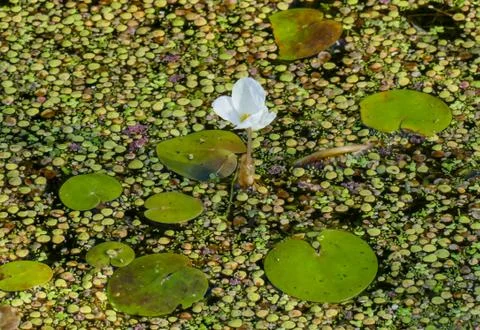 One single Frogbit flower surrounded by Duckweed Foto stock