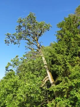 One Single Isolated Tree Growing Out From Forest on Blue Sky background Stock Photos