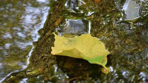 ONE SINGLE LEAF IN A STREAM HOLDING DROPLETS OF WATER Vidéo 132298832