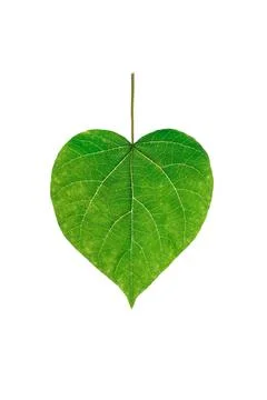 One single leaf of tree isolated against white background.Nature and ecology  Stock Photos