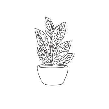 One single line drawing of cute potted tropical aglaonema plant. Printable Stock-Illustration
