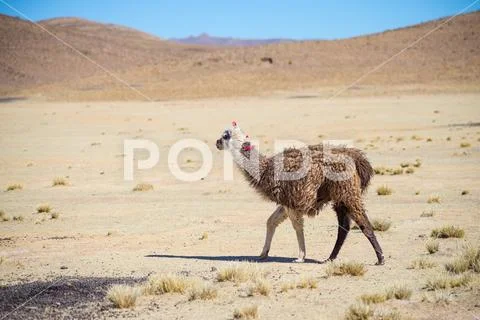 One single llama on the Andean highland in Bolivia. Adult animal galloping in Stock Photos