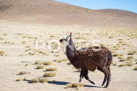 One single llama on the Andean highland in Bolivia. Adult animal galloping in Stock Photos