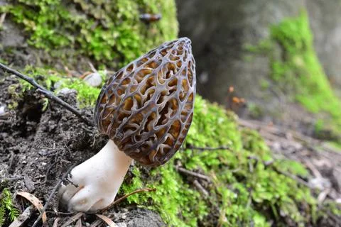 One single nice specimen of Black Morel mushroom Fotos de archivo