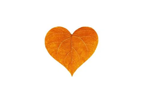 One single orange leaf of tree in heart shape isolated against white background Stock Photos