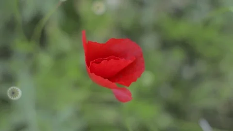 One Single Poppy in Focus from Above Stock Footage 75466633