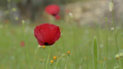 One Single Poppy in Focus Stock Footage 75466370