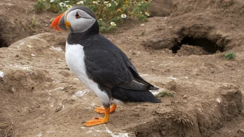 One Single Puffin looking for its burrow, Skomer Island, Pembrokeshire, Wales Stock Footage 129462073