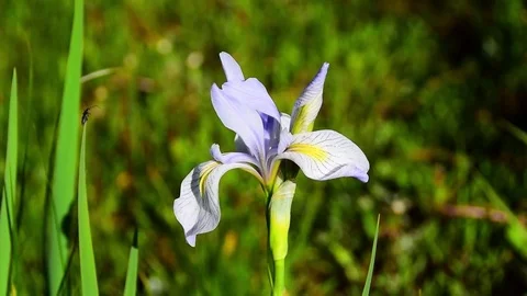One single purple mountain flower. Stock Footage 72284143