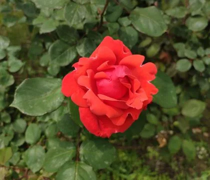 One single red rose fully blossom Stock Photos