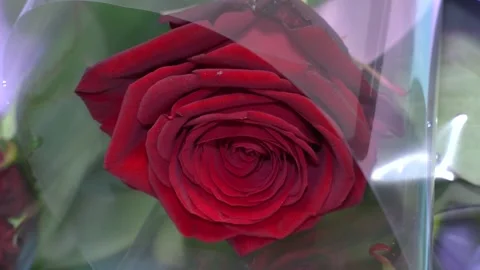 One single red rose plastic packaging Stock Footage 189174408