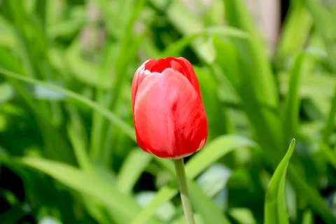 One single red tulip Stock Photos
