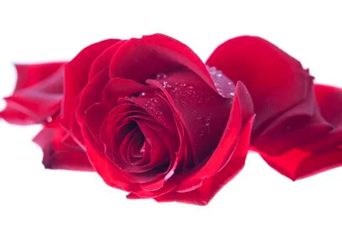 One single red valentines rose.gn Stock Photos