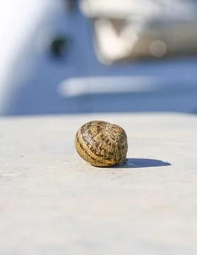 One single snail shell on a table, blurred background	 Stock Photos