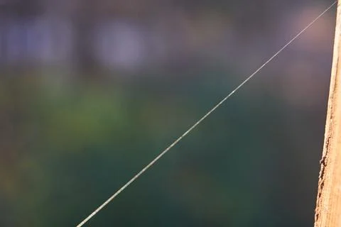 One single spider web outside background blurred out green bush Stock Photos