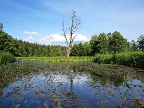 One Single Tree and Cloudy Sky Reflection at Water Surface Stock Photos