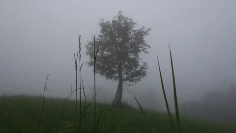 One single tree in the fog. Misty summer morning. Depressive weather. Grey sky. Stock Footage 116748070