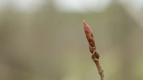 One single tree leaves bud reddish brown color at spring time with forest Stock Footage 275302774
