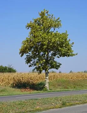 One single tree Stock Photos