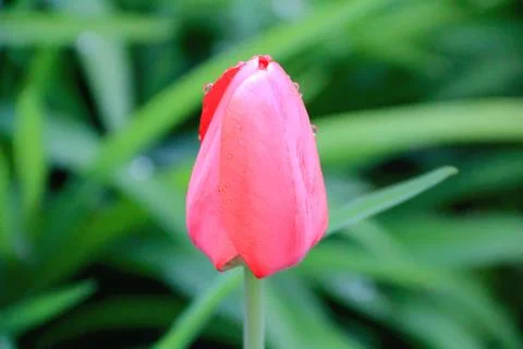 One single tulip Stock-Fotos