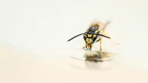 One single wasp drinking water Stock Photos