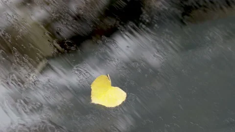 One single yellow golden leaf on windshield of car,water flowing pouring Stock Footage 211723048