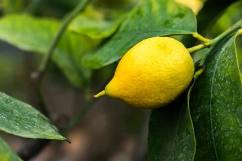 One single yellow lemon on a tree Stock Photos