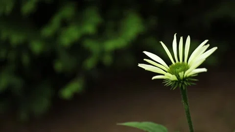 One single young coneflower blossom isolated in front of a bokeh background. Stock Footage 246758816