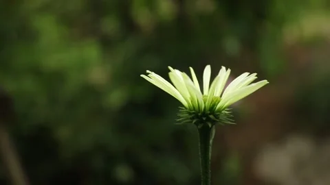 One single young coneflower blossom isolated in front of a bokeh background. Stock Footage 246764521