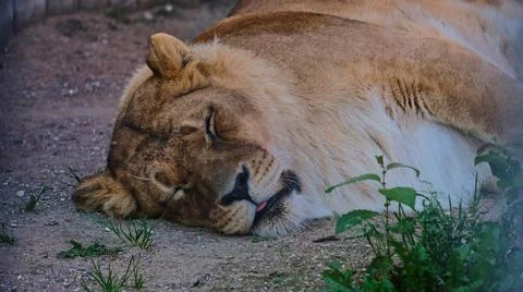 One sleeping lioness Foto stock