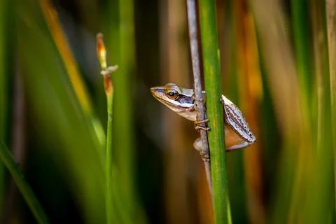 One Slender tree frog on verticle reed, Northcliffe WA Stock Photos