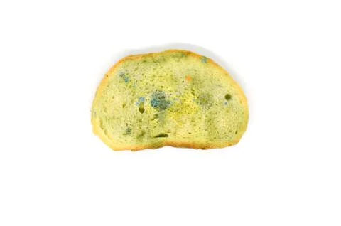 One slice white bread covered with mold, isolated on a white background Stock Photos