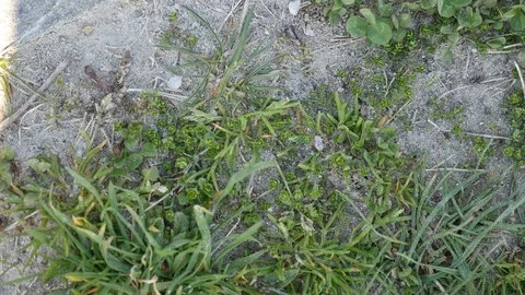 One small black ant finding shelter Stock Footage 88597961