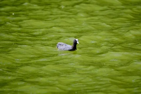 One small black Eurasian coot bird also known as common or Australian coot Stock Photos