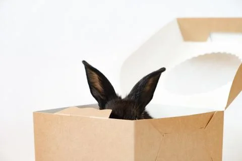 One small black rabbit sitting in pastry box isolated on a white background.  Stock Photos