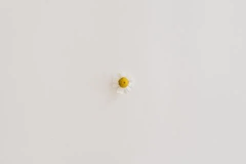 One small chamomile daisy flower bud on white background. Minimal summer flow 스톡 사진