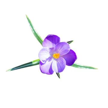 One small crocus flower with leafs Stock Photos