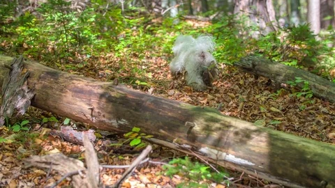 One small dog is going uphill in the forest Video stock 83775275