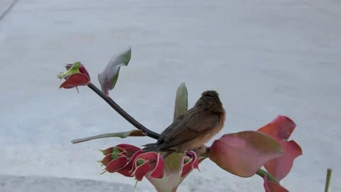 One small eurasian tree sparrow fly out. Video stock 167839414