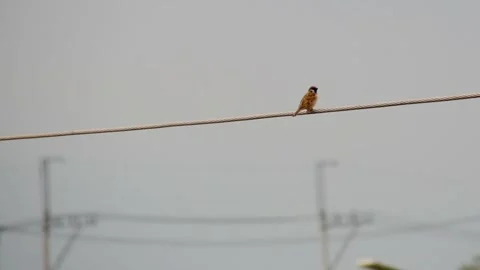 One small fast moving bird resting and moving on a modern street lamp. Stock Footage 327893728