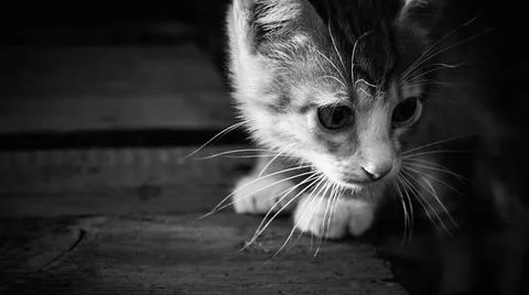 One small gray kitten close-up Foto stock