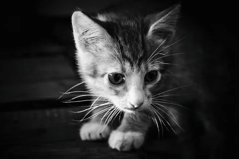 One small gray kitten with large eyes Foto stock