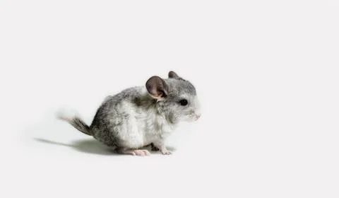 One small gray mouse on a white background close up Stock Photos