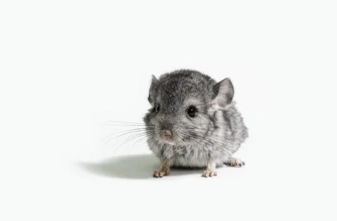 One small gray mouse on a white background close up Stock Photos