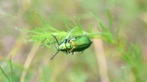 One small green beetle sitting on green plant in spring or summer Stock Footage 68748948