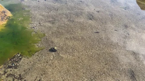 One small hermit crab crawling over sand underwater Stock Footage 292950113