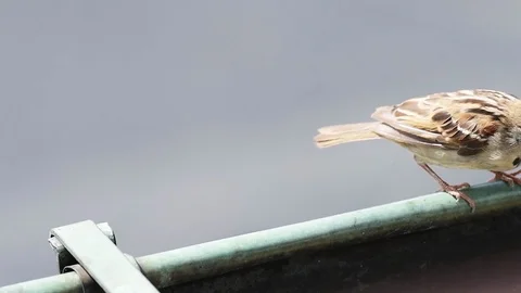 One small house sparrow bird perched on roof jumping slow motion Stock Footage 116809334