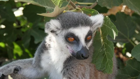 One small lemur sitting on a branch and looking around the second licks its fur Stock-Footage 117295443