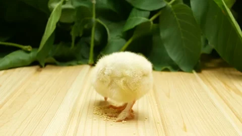 One a small newborn chick walks on a wooden table and pecks grain. Close-up. Stock Footage 158870295