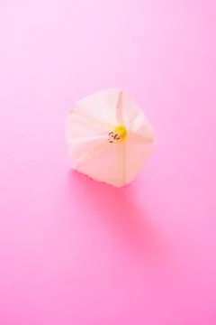 One small opened bud tender flower on the pink paper Photos